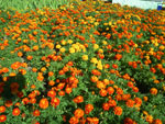 2011-07-30_17-42-36_IMGP3691.jpg