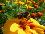 2011-07-30_17-43-15_IMGP3694.jpg