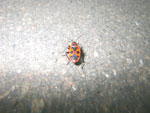 2011-07-30_17-49-00_IMGP3703.jpg