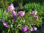 2011-08-07_17-24-26_IMGP4190.jpg