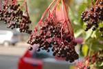 2011-08-24_16-56-27_DSC_2481.jpg