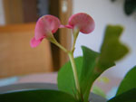 2011-08-25_15-34-08_IMGP5496.jpg