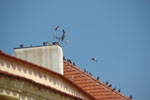 2011-09-02_14-28-27_DSC_2747.jpg