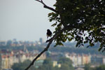2011-09-02_15-36-25_DSC_2878.jpg