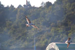 2011-09-03_18-00-51_DSC_2978.jpg