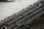 2011-09-04_18-20-47_DSC_3130.jpg