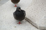 2011-09-08_16-52-26_DSC_3230.jpg