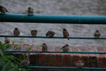 2011-09-08_17-36-28_DSC_3292.jpg