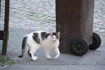 2011-09-12_18-21-36_DSC_3627.jpg