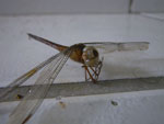 2011-09-18_15-19-14_IMGP5847.jpg