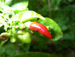 2011-09-27_16-51-22_IMGP6414.jpg