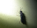 2011-09-27_23-58-13_IMGP6416.jpg