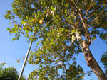 2011-09-29_15-57-40_IMGP6474.jpg