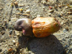 2011-09-29_15-58-10_IMGP6475.jpg
