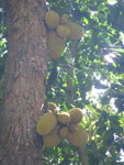 2011-09-30_12-39-18_IMGP6569.jpg