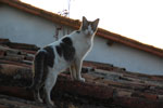 2011-10-07_17-43-05_DSC_3976.jpg