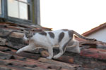 2011-10-07_17-45-28_DSC_3988.jpg