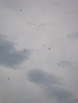 2011-10-14_17-26-14_IMGP7375.jpg