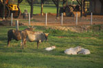 2011-10-22_18-54-42_DSC_4385.jpg