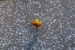 2011-10-23_18-21-48_DSC_4526.jpg