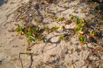 2011-10-26_18-27-02_DSC_4941.jpg