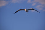 2011-10-26_18-57-22_DSC_5096.jpg