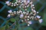2011-10-26_19-11-57_DSC_5118.jpg