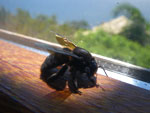 2011-10-27_14-37-46_IMGP8655.jpg