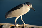 2011-10-27_18-32-08_DSC_5280.jpg