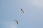 2011-10-30_15-58-38_DSC_5605.jpg