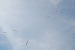 2011-10-30_15-58-49_DSC_5608.jpg