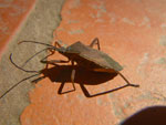 2011-11-01_15-45-51_IMGP0309.jpg