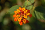 2011-11-01_17-49-56_DSC_5718.jpg
