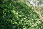 2011-11-04_16-15-13_DSC_6516.jpg