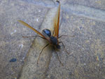 2011-11-06_18-26-25_IMGP2093.jpg