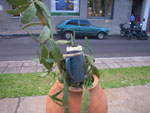 2011-11-07_17-52-57_IMGP2142.jpg