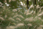 2011-11-13_15-59-20_DSC_7332.jpg