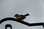 2011-11-15_13-47-42_DSC_7391.jpg