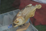 2011-11-15_14-49-45_DSC_7421.jpg