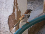2011-11-17_17-03-37_IMGP2445.jpg