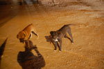 2011-11-17_22-26-06_DSC_7650.jpg