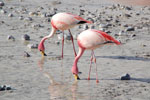 2011-11-21_17-38-38_DSC_8303.jpg