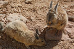 2011-11-22_11-04-51_DSC_8561.jpg