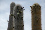2011-11-23_06-25-54_DSC_9102.jpg