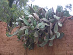 2011-11-26_14-51-08_IMGP3133.jpg