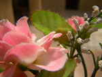 2011-11-30_09-48-42_IMGP3569.jpg