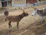 2011-12-09_15-40-43_IMGP4635.jpg