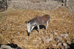 2011-12-15_08-43-42_DSC_0262.jpg