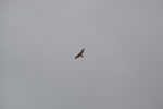 2011-12-18_13-53-41_DSC_0592.jpg
