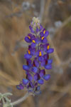 2011-12-18_15-01-50_DSC_0612.jpg